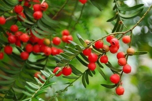 红豆相思,千年情缘的千古绝唱