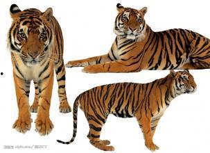 老虎的尾巴,探寻老虎的神秘尾巴世界